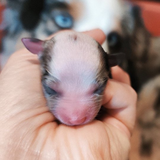 chiot Berger americain miniature Bleu merle Aramis Berger Aéricain Miniature Echo de Narcisse  