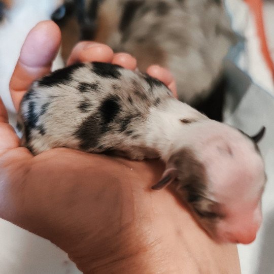 chiot Berger americain miniature Bleu merle Aramis Berger Aéricain Miniature Echo de Narcisse  