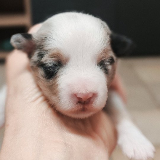 chiot Berger americain miniature Rouge merle Alisée Berger Américain Miniature Echo de Narcisse  