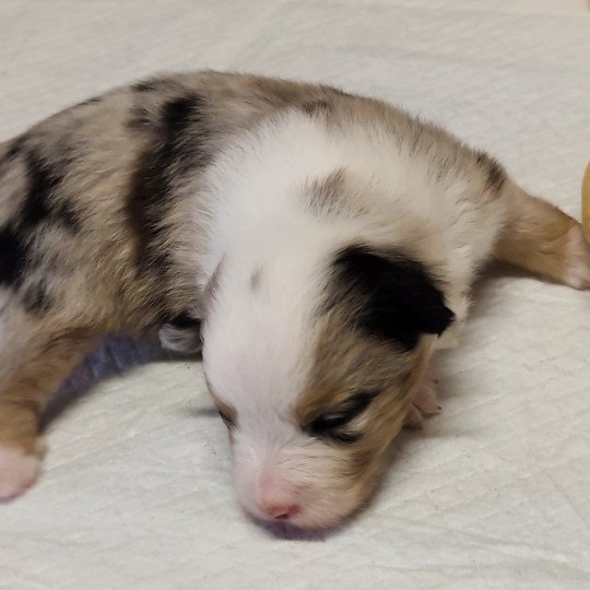 chiot Berger americain miniature Bleu merle Alisée Swing Blue Note Berger Américain Miniature  