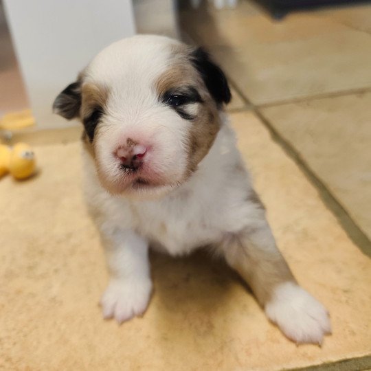 chiot Berger americain miniature Bleu merle Alisée Swing Blue Note Berger Américain Miniature  