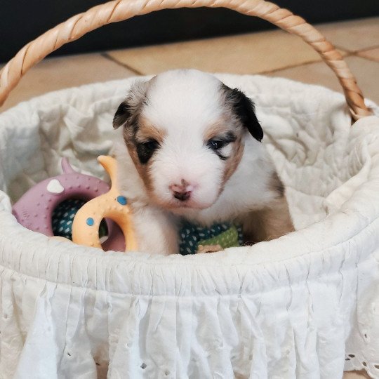 chiot Berger americain miniature Bleu merle Alisée Swing Blue Note Berger Américain Miniature  