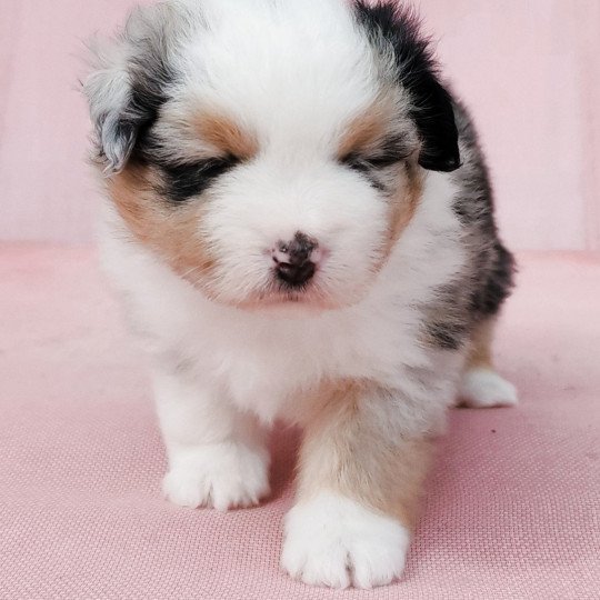 chiot Berger americain miniature Bleu merle Alisée Swing Blue Note Berger Américain Miniature  
