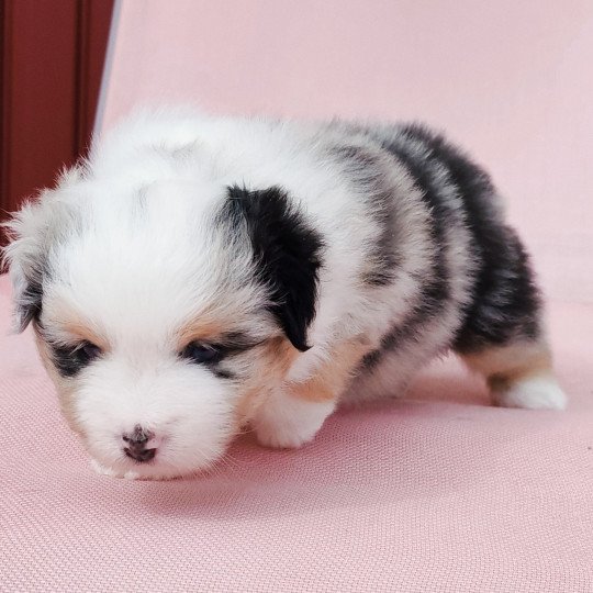 chiot Berger americain miniature Bleu merle Alisée Swing Blue Note Berger Américain Miniature  