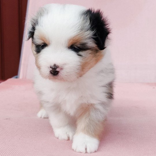 chiot Berger americain miniature Bleu merle Alisée Swing Blue Note Berger Américain Miniature  