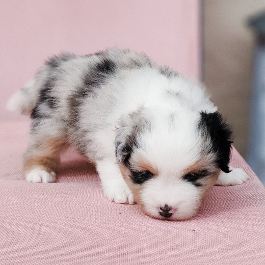 chiot Berger americain miniature Bleu merle Alisée Swing Blue Note Berger Américain Miniature  