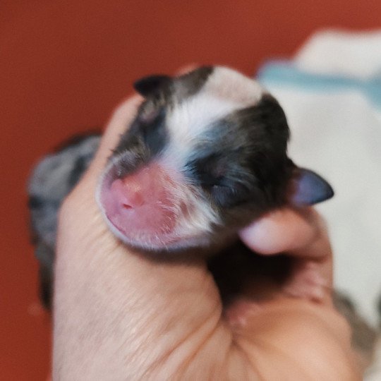 chiot Berger americain miniature Bleu merle Asperger Berger Aéricain Miniature Echo de Narcisse  