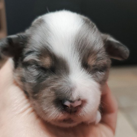 chiot Berger americain miniature Bleu merle Astrid Berger Américain Miniature Echo de Narcisse  