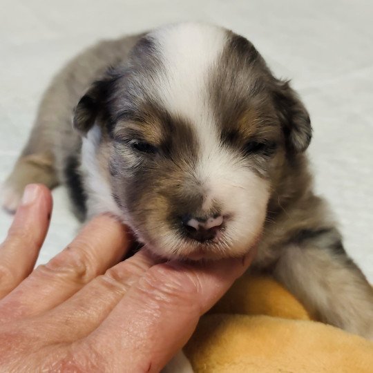 chiot Berger americain miniature Bleu merle Astrid Swing Blue Note Berger Américain Miniature  