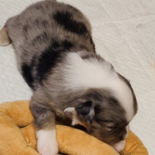 chiot Berger americain miniature Bleu merle Astrid Swing Blue Note Berger Américain Miniature  