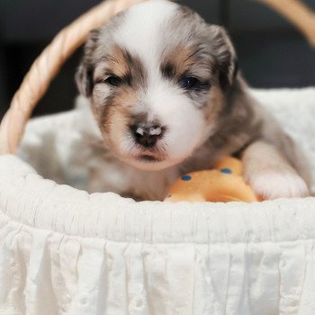 Astrid Echo de Narcisse Femelle Berger americain miniature