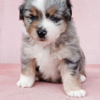 Astrid Echo de Narcisse Femelle Berger americain miniature