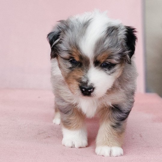 chiot Berger americain miniature Bleu merle Astrid Swing Blue Note Berger Américain Miniature  