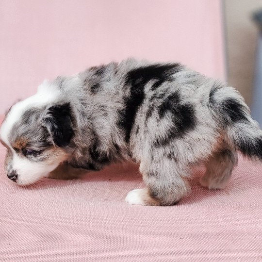 chiot Berger americain miniature Bleu merle Astrid Swing Blue Note Berger Américain Miniature  