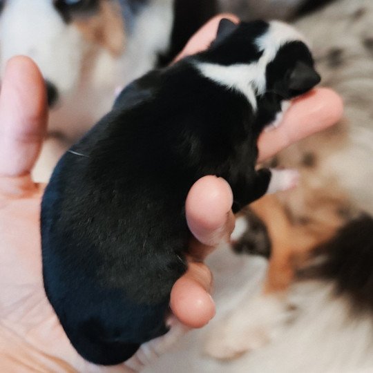 chiot Berger americain miniature Noir et blanc Azalee Berger Aéricain Miniature Echo de Narcisse  