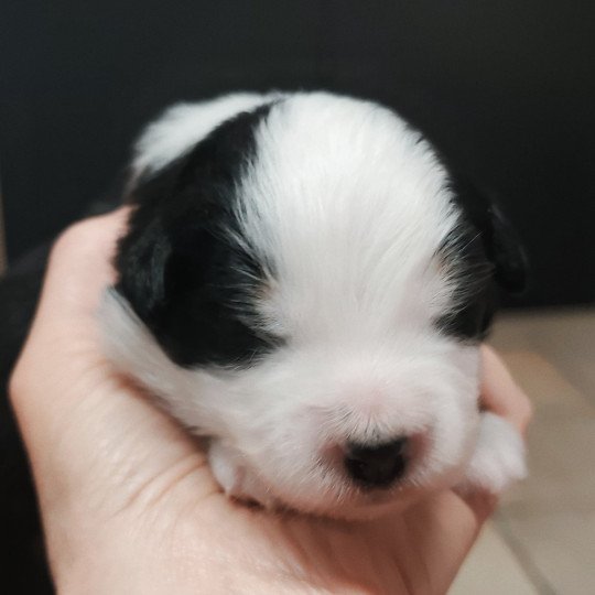 chiot Berger americain miniature Noir et blanc Aramis Berger Américain Miniature Echo de Narcisse  