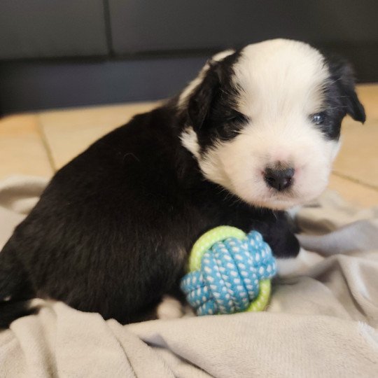 chiot Berger americain miniature Noir et blanc tricolore Aramis Swing Blue Note Berger Américain Miniature  