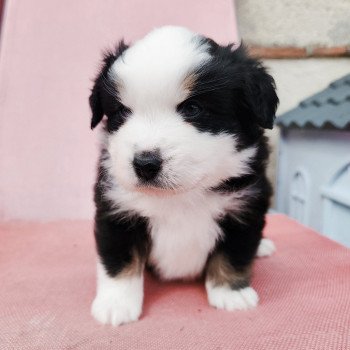 Aramis Echo de Narcisse Mâle Berger americain miniature
