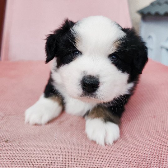 chiot Berger americain miniature Noir et blanc tricolore Aramis Swing Blue Note Berger Américain Miniature  
