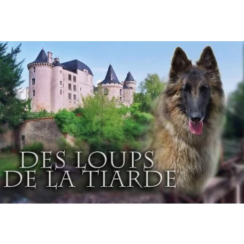 ELEVAGE DES LOUPS DE LA TIARDE