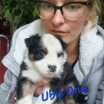Ubis One Mâle Berger americain miniature Ubis One Mâle Berger americain miniature