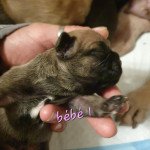 1er chiot (Portée Polka ❤ OLYMP 2023) - Femelle Fauve Femelle fauve Femelle Bouledogue francais 1er chiot (Portée Polka ❤ OLYMP 2023) - Femelle Fauve Femelle fauve Femelle Bouledogue francais