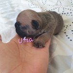Uma Femelle Bouledogue francais Uma Femelle Bouledogue francais