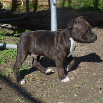 Stan Mâle Staffordshire bull terrier