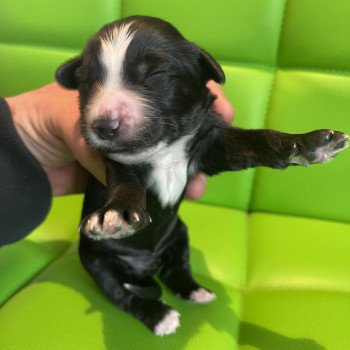 Filou Du Terrier Des Fripouilles Mâle Terrier tibetain