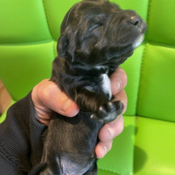5e chiot (Portée Shirka ❤ Raïder 2023) - Femelle Noir et blanc sur le menton et le poitrail, et le bout des pattes Femelle Terrier tibetain
