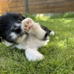 Vert Du Terrier Des Fripouilles Mâle Terrier tibetain Vert Du Terrier Des Fripouilles Mâle Terrier tibetain