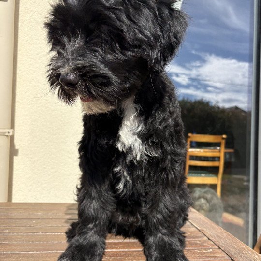 chiot Terrier tibetain Bleu Le Terrier Des Fripouilles  