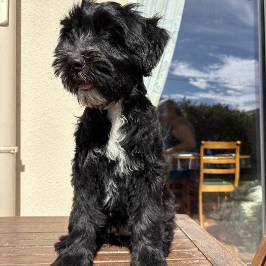 chiot Terrier tibetain Bleu Le Terrier Des Fripouilles  