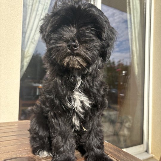 chiot Terrier tibetain Marron Le Terrier Des Fripouilles  