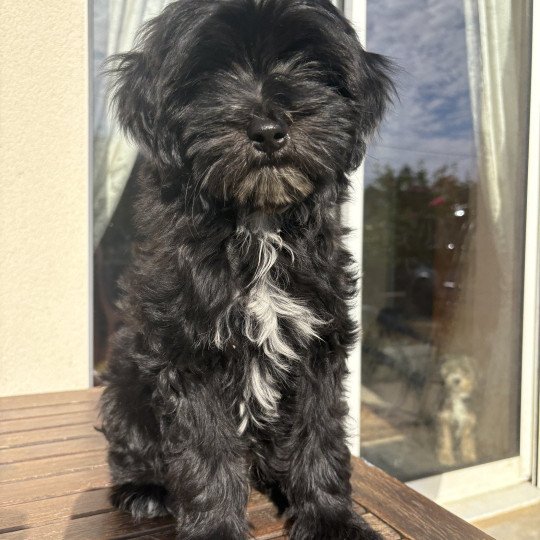 chiot Terrier tibetain Marron Le Terrier Des Fripouilles  