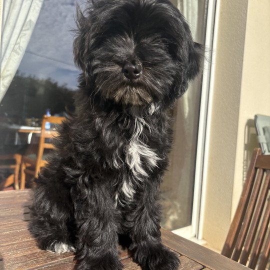chiot Terrier tibetain Marron Le Terrier Des Fripouilles  