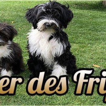 Le Terrier Des Fripouilles