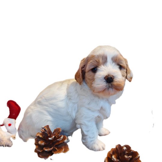 chiot Bichon havanais PIE BLANC PAN SABLE Les Havanais de la Maison de Prigailla  