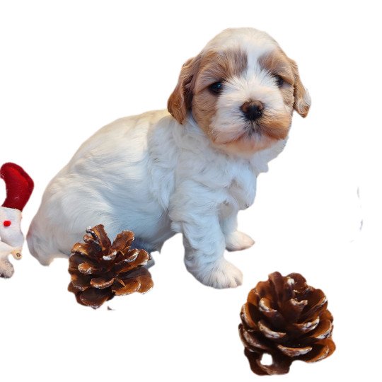 chiot Bichon havanais PIE BLANC PAN SABLE AMOUR Les Havanais de la Maison de Prigailla  