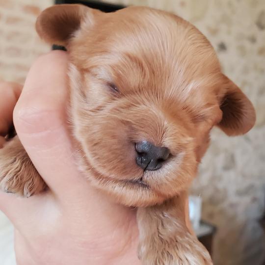 chiot Bichon havanais SABLE Les Havanais de la Maison de Prigailla  