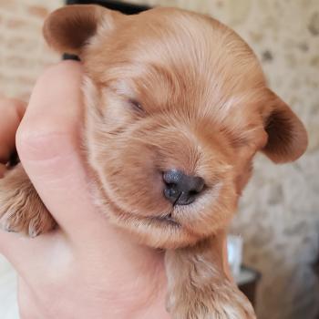 1er chiot (Portée Tichat ❤ Rista) - Mâle SABLE Mâle Bichon havanais