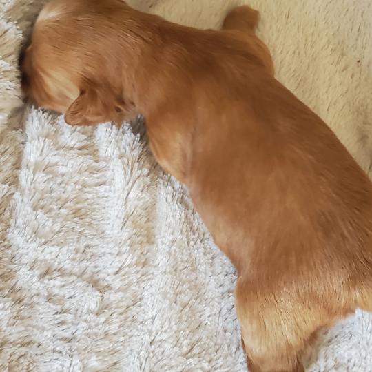 chiot Bichon havanais SABLE Les Havanais de la Maison de Prigailla  