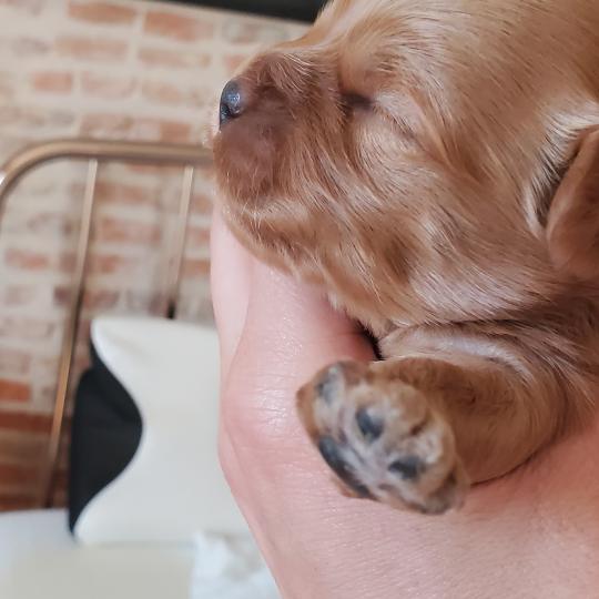 chiot Bichon havanais SABLE Les Havanais de la Maison de Prigailla  