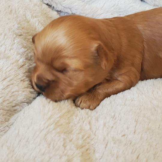 chiot Bichon havanais SABLE Les Havanais de la Maison de Prigailla  