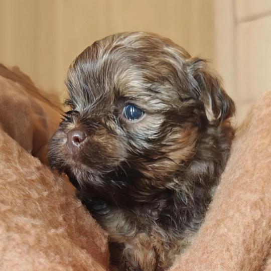 chiot Bichon havanais CHOCOLAT TAN Les Havanais de la Maison de Prigailla  