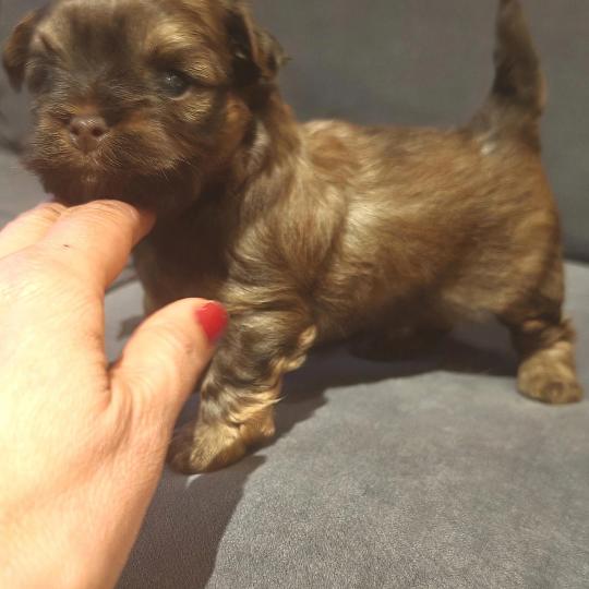 chiot Bichon havanais CHOCOLAT TAN Les Havanais de la Maison de Prigailla  