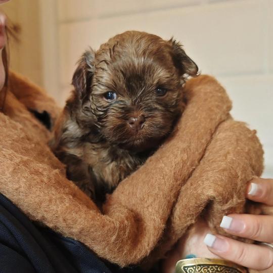 chiot Bichon havanais CHOCOLAT TAN Les Havanais de la Maison de Prigailla  