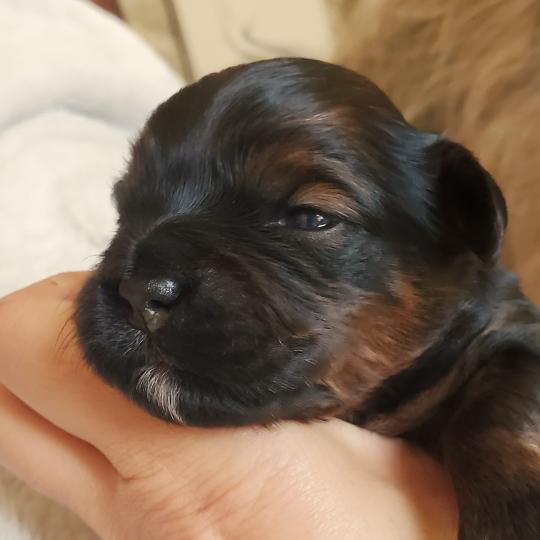 chiot Bichon havanais ROUGE CHARBONNE Les Havanais de la Maison de Prigailla  