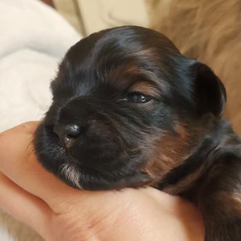 3e chiot (Portée Tichat ❤ Rista) - Mâle ROUGE CHARBONNE Mâle Bichon havanais