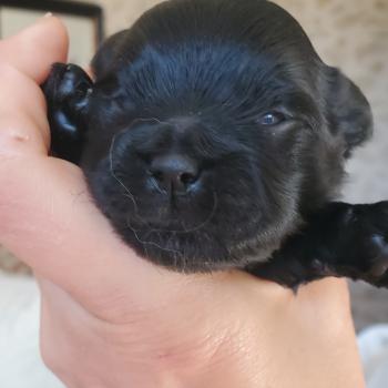 4e chiot (Portée Tichat ❤ Rista) - Mâle NOIR NOIR PLASTRON BLANC Mâle Bichon havanais